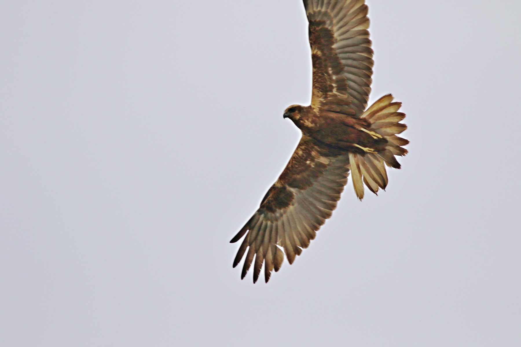 Falco palude ( Circus aeruginosus  ) femmina